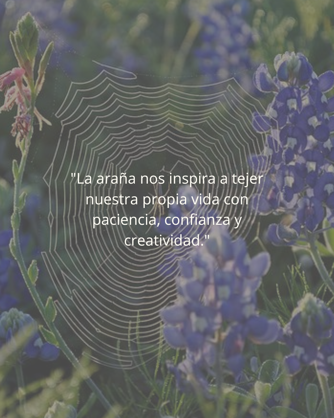 Curso de iniciación + Curso geometría Arañita
