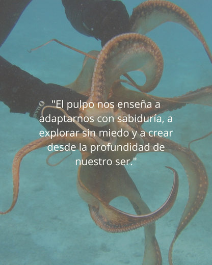 3 - Curso Geometría Pulpo