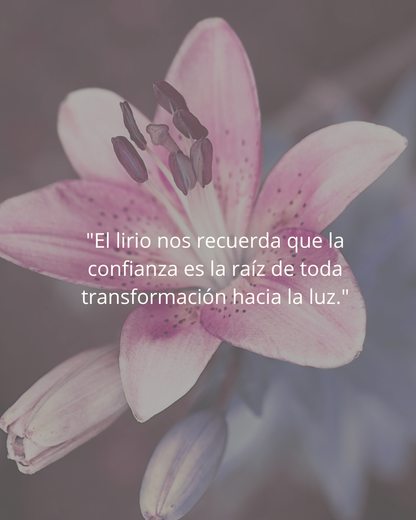4 - Curso Geometría Lirio